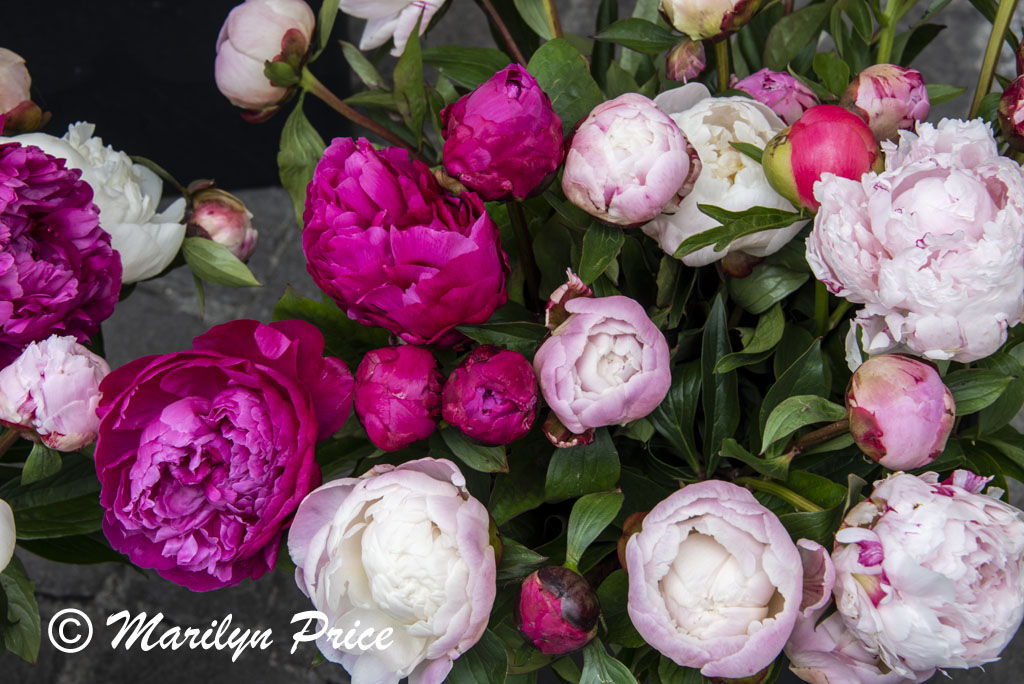 Basket of peonies, Market Day, Lucerne, Switzerland