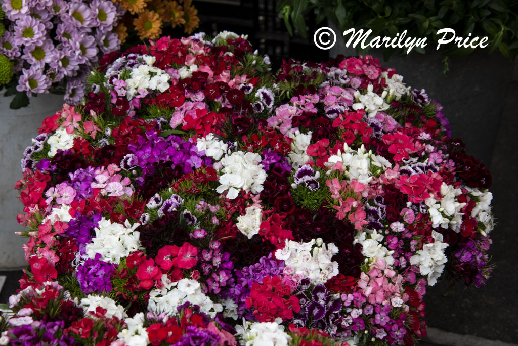 Sweet William, Market Day, Lucerne, Switzerland