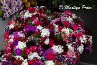 Sweet William, Market Day, Lucerne, Switzerland