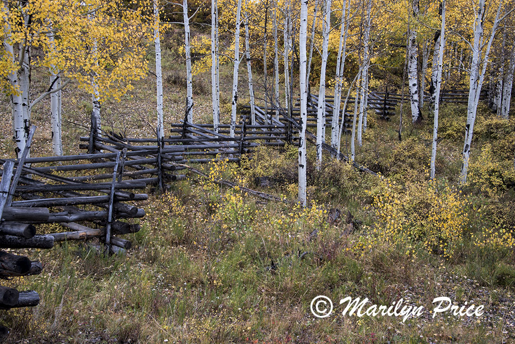 Autumn aspen and split rail fence, County Road 5, San Juan Mountains, CO