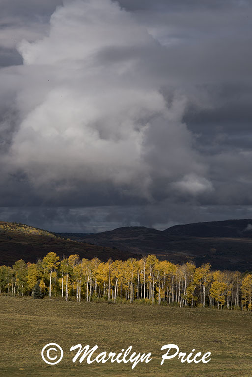 Storm clouds and autumn aspen, County Road 5, San Juan Mountains, CO