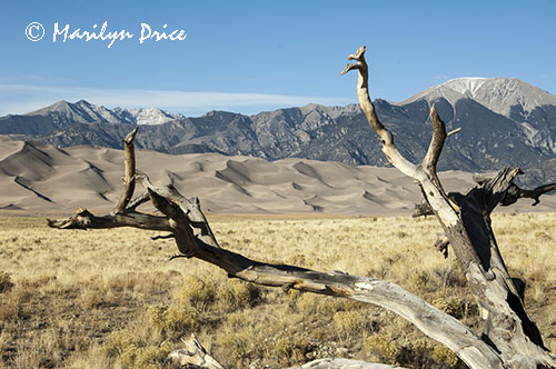 The dunefield and the Sangre de Cristo Mountains, Great Sand Dunes National Park, CO