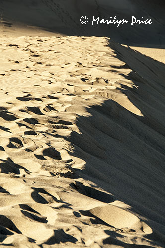 Footprints on a dune ridge, Great Sand Dunes National Park, CO