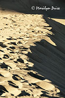 Footprints on a dune ridge, Great Sand Dunes National Park, CO
