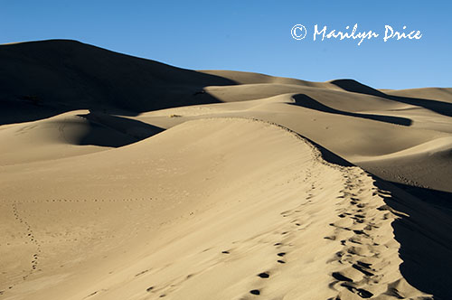 Dunes and shadows and footprints along the ridge of a dune, Great Sand Dunes National Park, CO