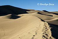 Dunes and shadows and footprints along the ridge of a dune, Great Sand Dunes National Park, CO