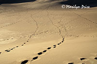Footprints on the side of a dune, Great Sand Dunes National Park, CO