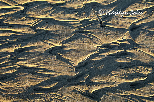 Ripples in Medano Creek, Great Sand Dunes National Park, CO