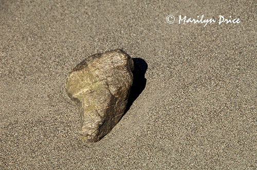 Large rock in the side of a dune, Great Sand Dunes National Park, CO