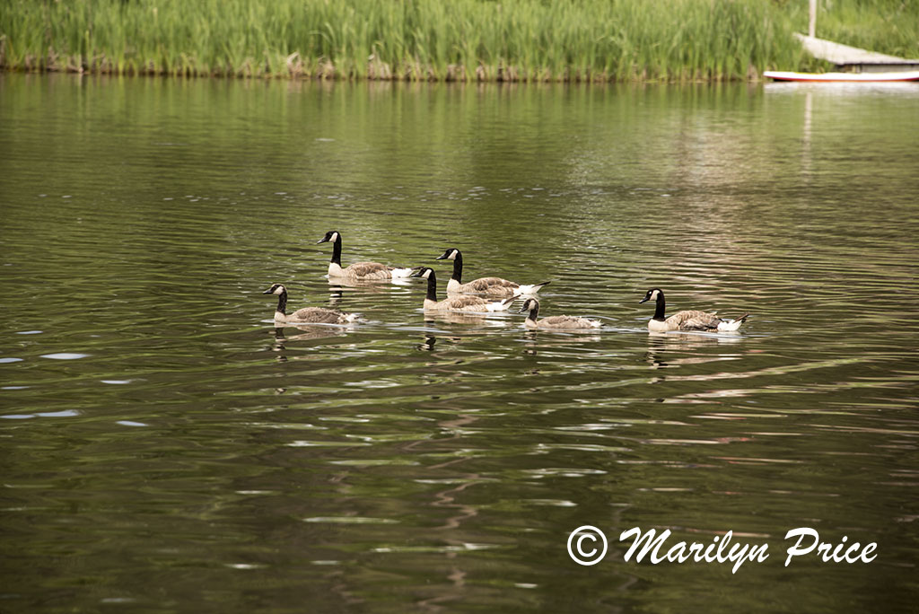Ducks on Sylvan Lake, Custer State Park, SD