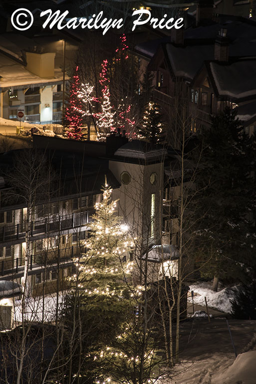 Trees strung with lights, Steamboat Springs, CO