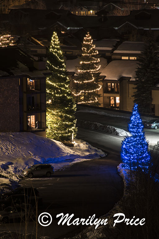Trees strung with lights, Steamboat Springs, CO
