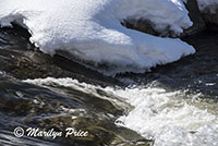 Snowy Yampa River, Steamboat Springs, CO