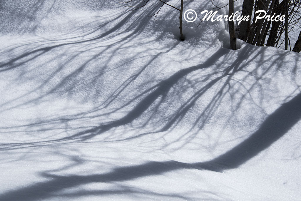 Snow and shadows, Fish Creek Falls area, Steamboat Springs, CO