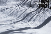 Snow and shadows, Fish Creek Falls area, Steamboat Springs, CO