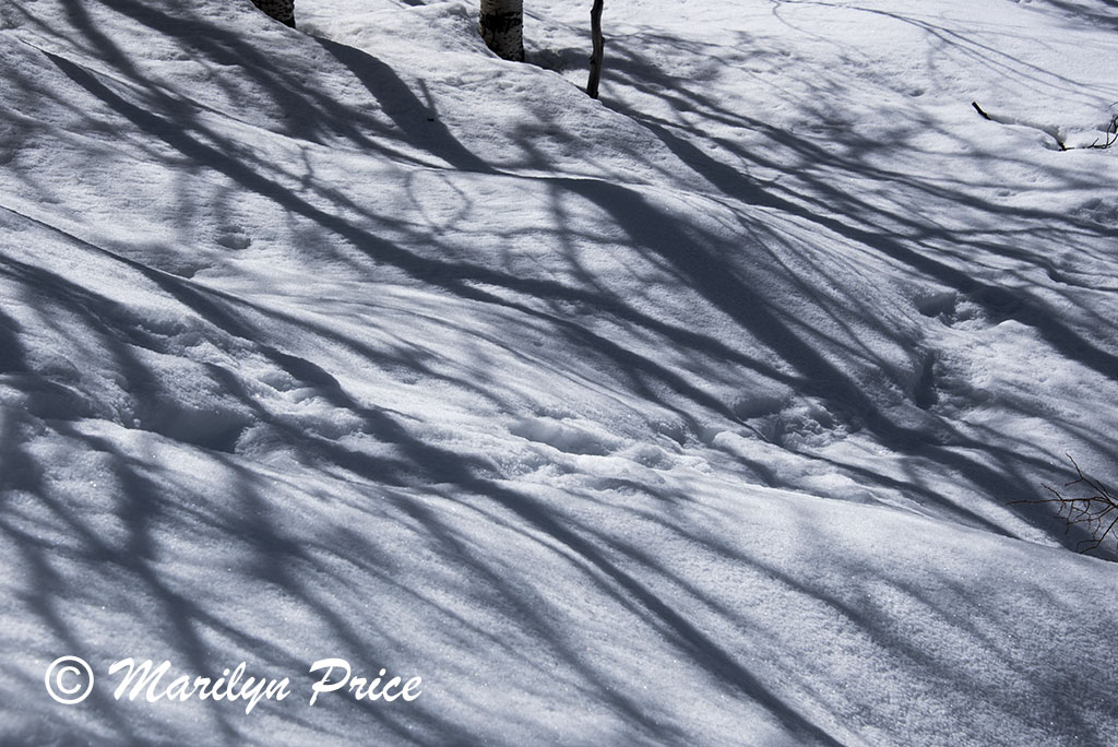 Snow and shadows, Fish Creek Falls area, Steamboat Springs, CO
