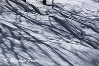 Snow and shadows, Fish Creek Falls area, Steamboat Springs, CO