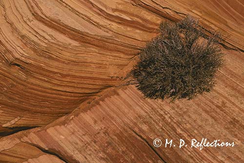 Survival, plant growing in a rock crack, Paria-Vermillion Cliffs Wilderness Area, AZ