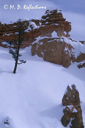 'Dragon', Mossy Cave Trail, Bryce Canyon National Park, UT