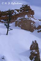 'Dragon', Mossy Cave Trail, Bryce Canyon National Park, UT