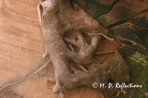 Tree roots and canyon walls, Zion National Park, UT