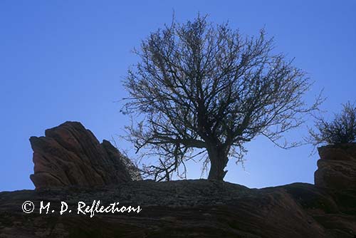 Tree against the skyline