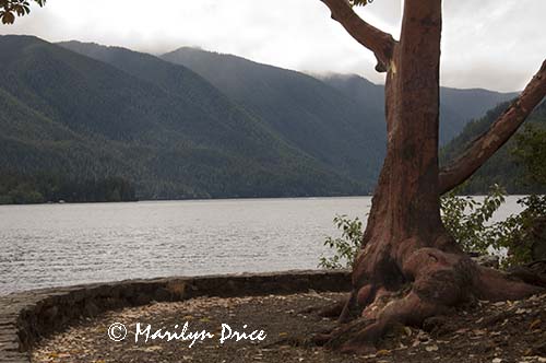 Lake Crescent, Olympic National Park, WA