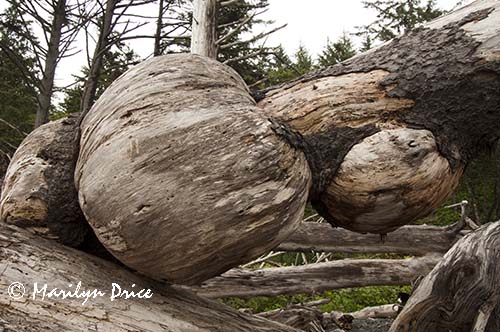 Burls on a driftwood log, Rialto Beach, Olympic National Park, WA