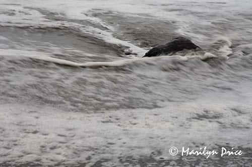 Rock and wave, Rialto Beach, Olympic National Park, WA