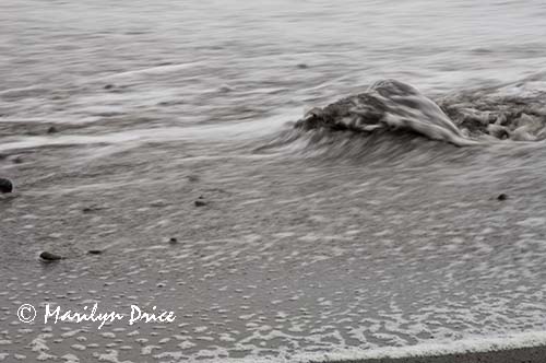 Rock and wave, Rialto Beach, Olympic National Park, WA