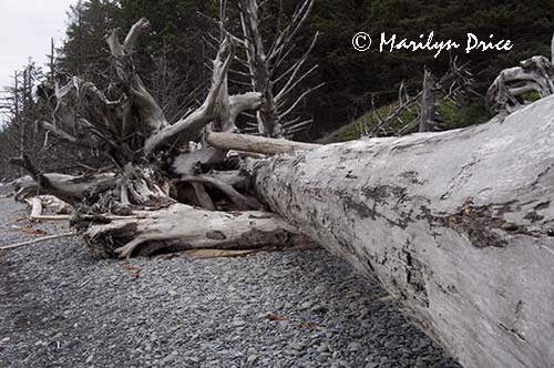 Driftwood, a large tree, Rialto Beach, Olympic National Park, WA