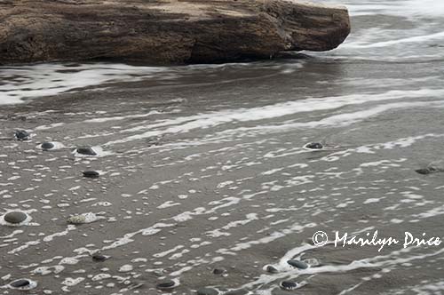 Waves and log, Rialto Beach, Olympic National Park, WA