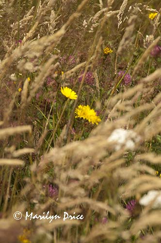 Flowers and grasses blowing in the wind