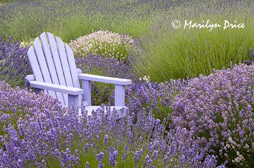 Lavender and chair