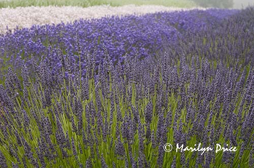 Lavender fields, Purple Haze Lavender Farm, Sequim, WA