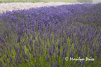 Lavender fields, Purple Haze Lavender Farm, Sequim, WA