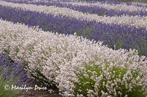 Lavender fields, Purple Haze Lavender Farm, Sequim, WA