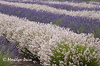 Lavender fields, Purple Haze Lavender Farm, Sequim, WA
