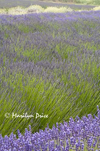 Lavender fields, Purple Haze Lavender Farm, Sequim, WA
