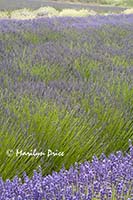 Lavender fields, Purple Haze Lavender Farm, Sequim, WA