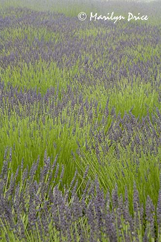 Lavender fields, Purple Haze Lavender Farm, Sequim, WA