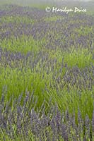 Lavender fields, Purple Haze Lavender Farm, Sequim, WA
