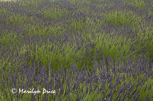 Lavender fields, Purple Haze Lavender Farm, Sequim, WA