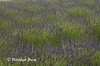 Lavender fields, Purple Haze Lavender Farm, Sequim, WA