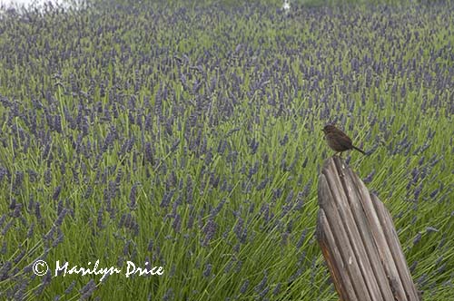 Sparrow and lavender, Purple Haze Lavender Farm, Sequim, WA