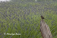 Sparrow and lavender, Purple Haze Lavender Farm, Sequim, WA
