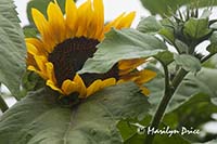 Sunflower, Purple Haze Lavender Farm, Sequim, WA