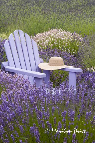Lavender and chair with hat