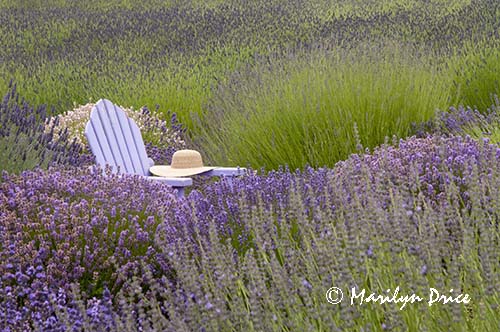 Lavender and chair with hat