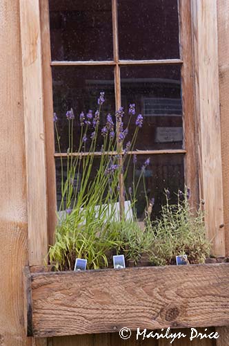 Window with lavender, Purple Haze Lavender Farm, Sequim, WA